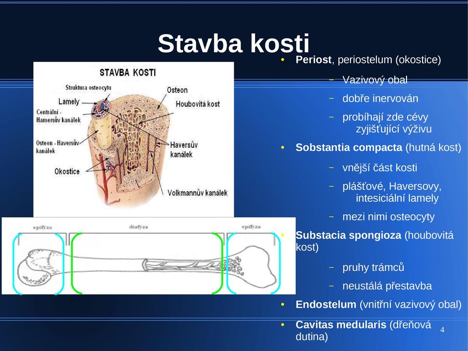 Haversovy, intesiciální lamely mezi nimi osteocyty Substacia spongioza (houbovitá kost)