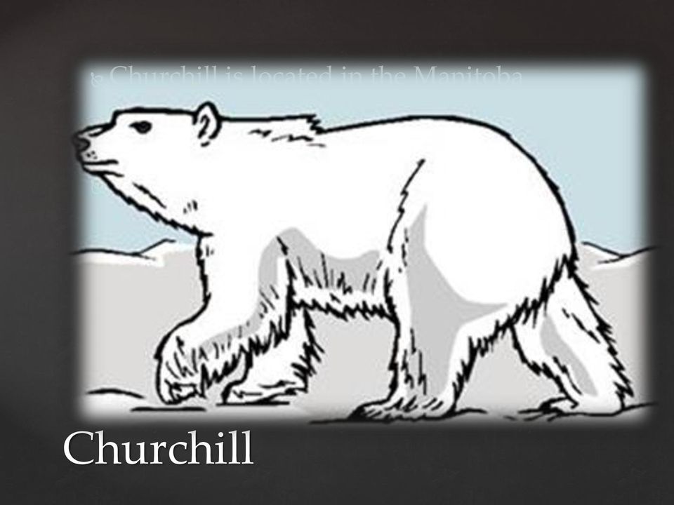 bears Nicknamed the Polar Bear Capital of the World, In addition to polar bears, Churchill is also