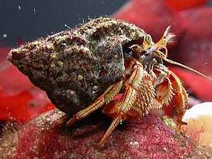 species woodlouse, stínka, svinka pill bug poustevníček