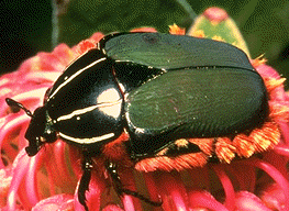 Hmyz - Insecta proměna dokonalá - vajíčko -