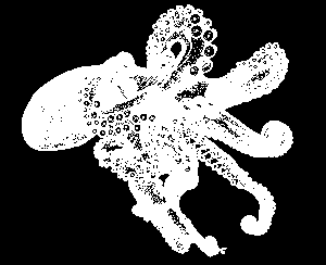 (3) chybí (chobotnice) R: gonochoristé, spermatofor-hektokotylové rameno- vnitřní oplození Podtřída: čtyřžábří Nautilus pompilius (loděnka