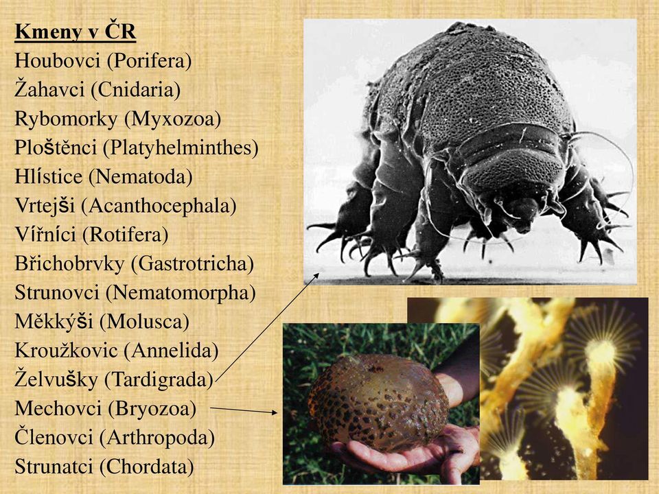 Břichobrvky (Gastrotricha) Strunovci (Nematomorpha) Měkkýši (Molusca) Kroužkovic