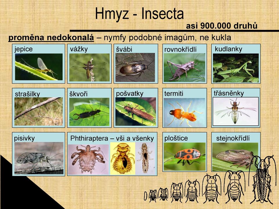 kukla jepice vážky švábi rovnokřídlí kudlanky strašilky