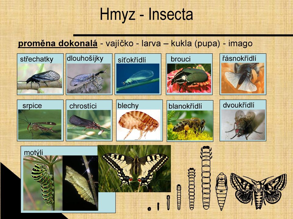 dlouhošíjky síťokřídlí brouci řásnokřídlí