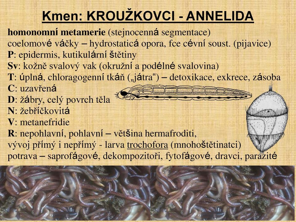 ) detoxikace, exkrece, zásoba C: uzavřená D: žábry, celý povrch těla N: žebříčkovitá V: metanefridie R: nepohlavní, pohlavní většina