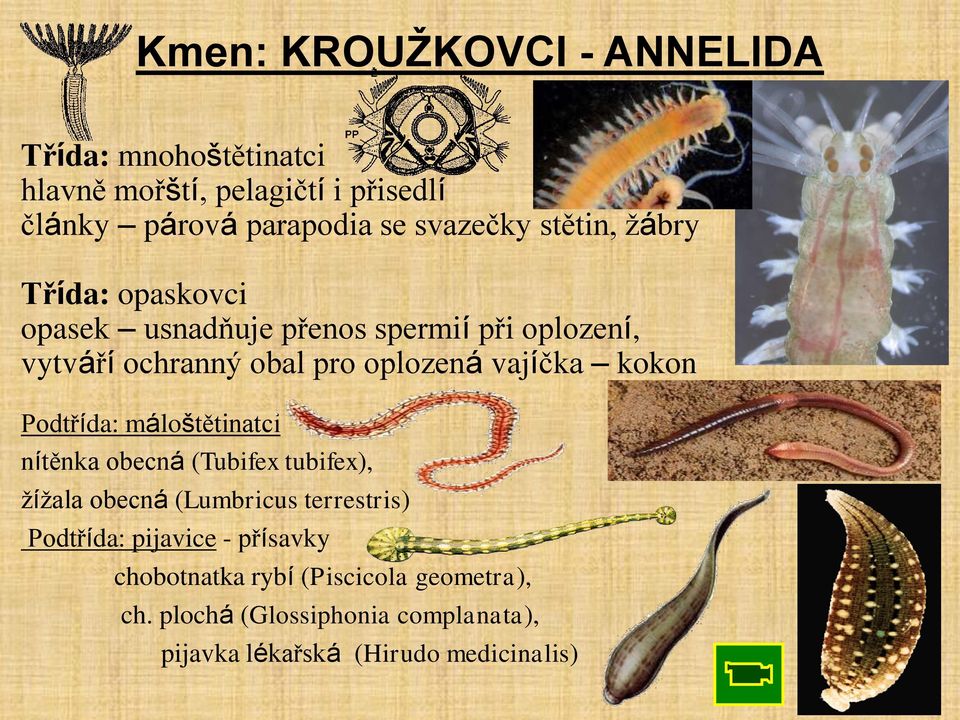 kokon Podtřída: máloštětinatci nítěnka obecná (Tubifex tubifex), žížala obecná (Lumbricus terrestris) Podtřída: pijavice -