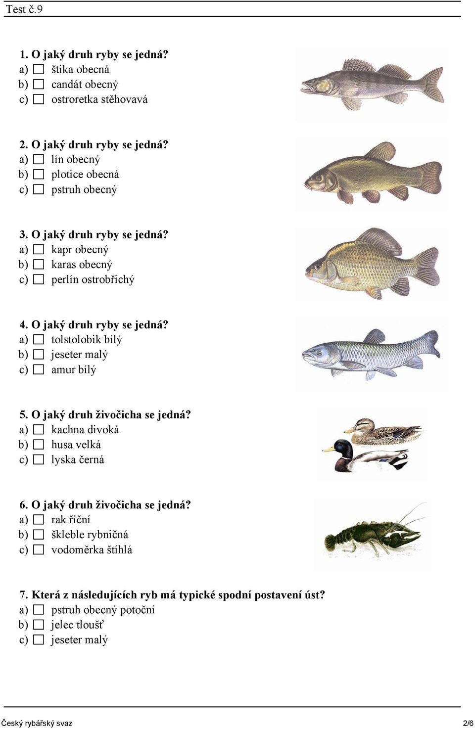 Která z následujících ryb má typické spodní postavení úst?
