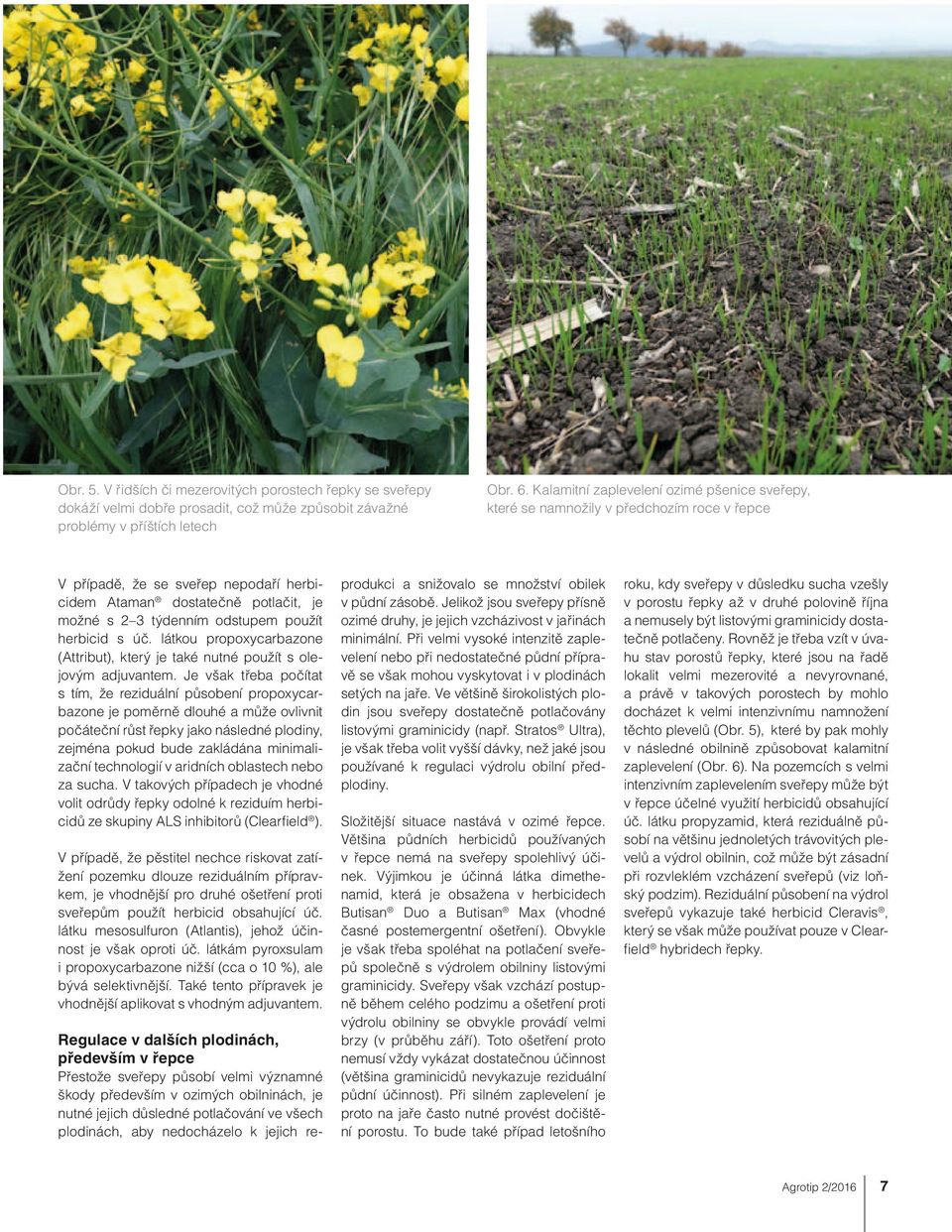 použít herbicid s úč. látkou propoxycarbazone (Attribut), který je také nutné použít s olejovým adjuvantem.