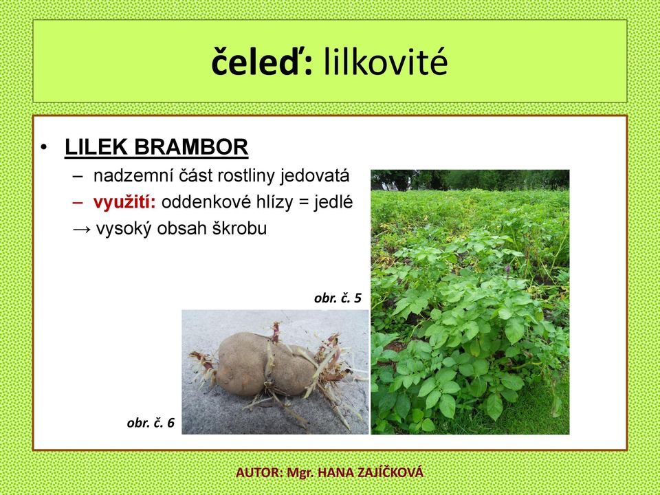 vyuţití: oddenkové hlízy = jedlé