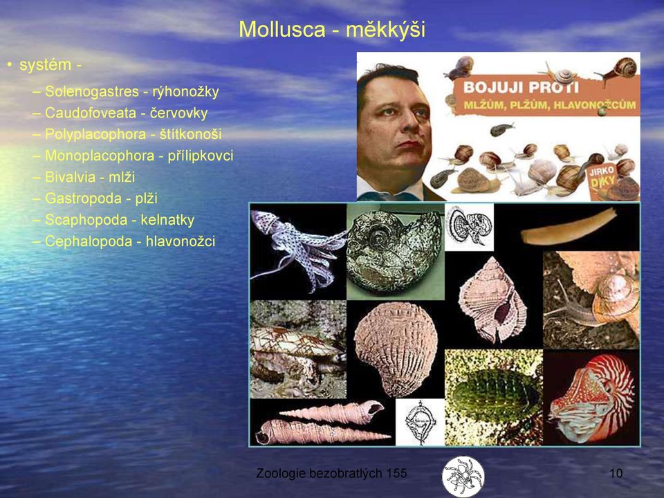 Monoplacophora - přílipkovci Bivalvia - mlži Gastropoda -