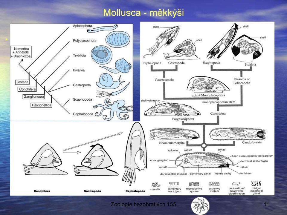 Conchifera kelnatky sesterské (