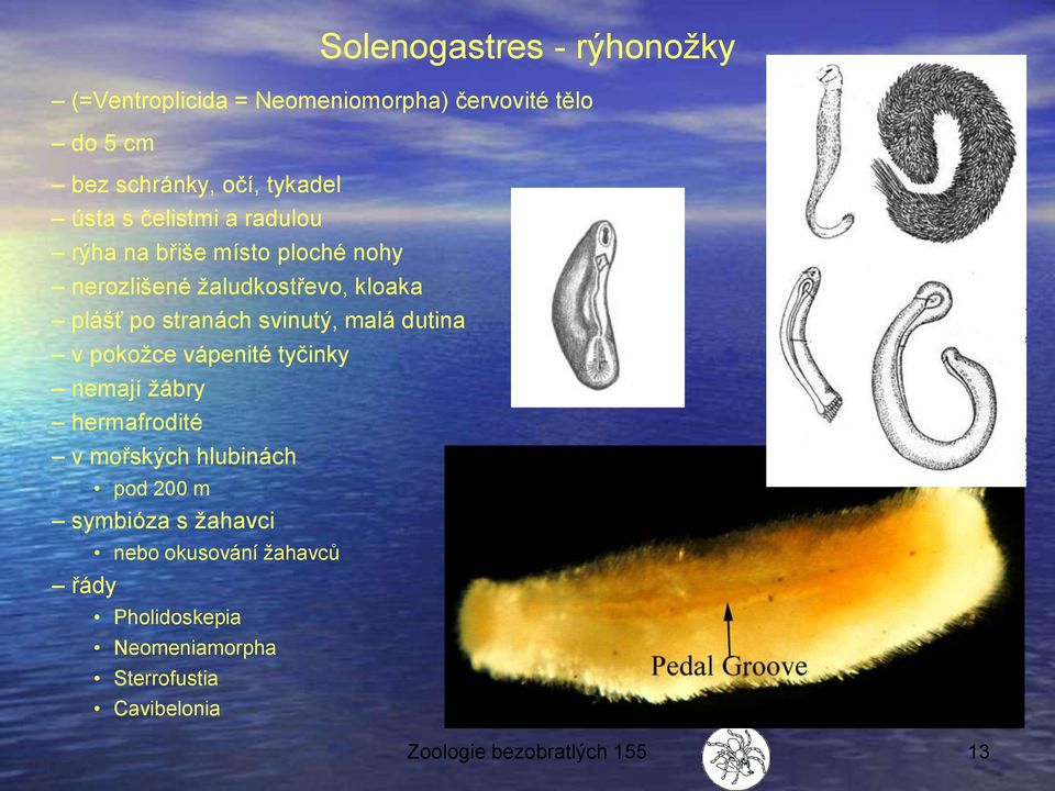 svinutý, malá dutina v pokožce vápenité tyčinky nemají žábry hermafrodité v mořských hlubinách pod 200 m symbióza