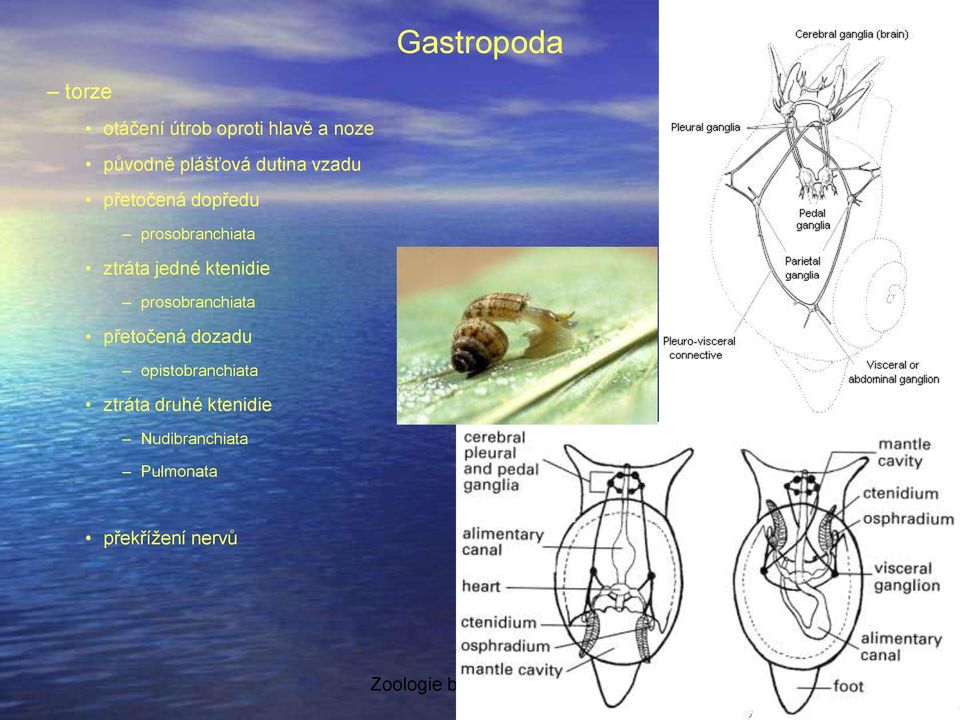 prosobranchiata přetočená dozadu opistobranchiata ztráta druhé