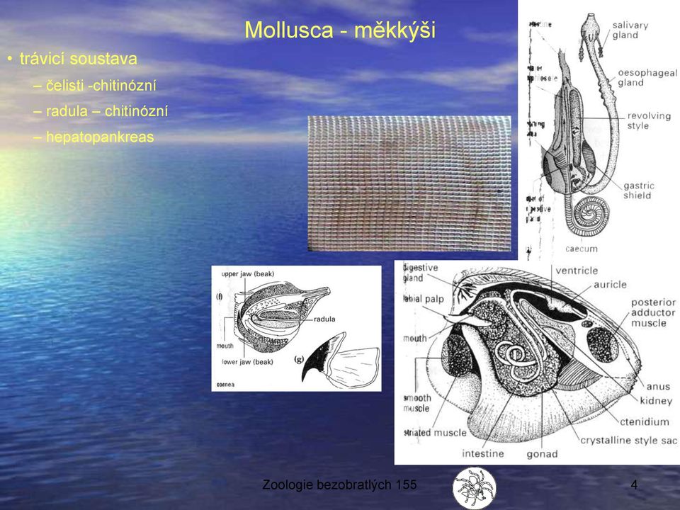 chitinózní hepatopankreas