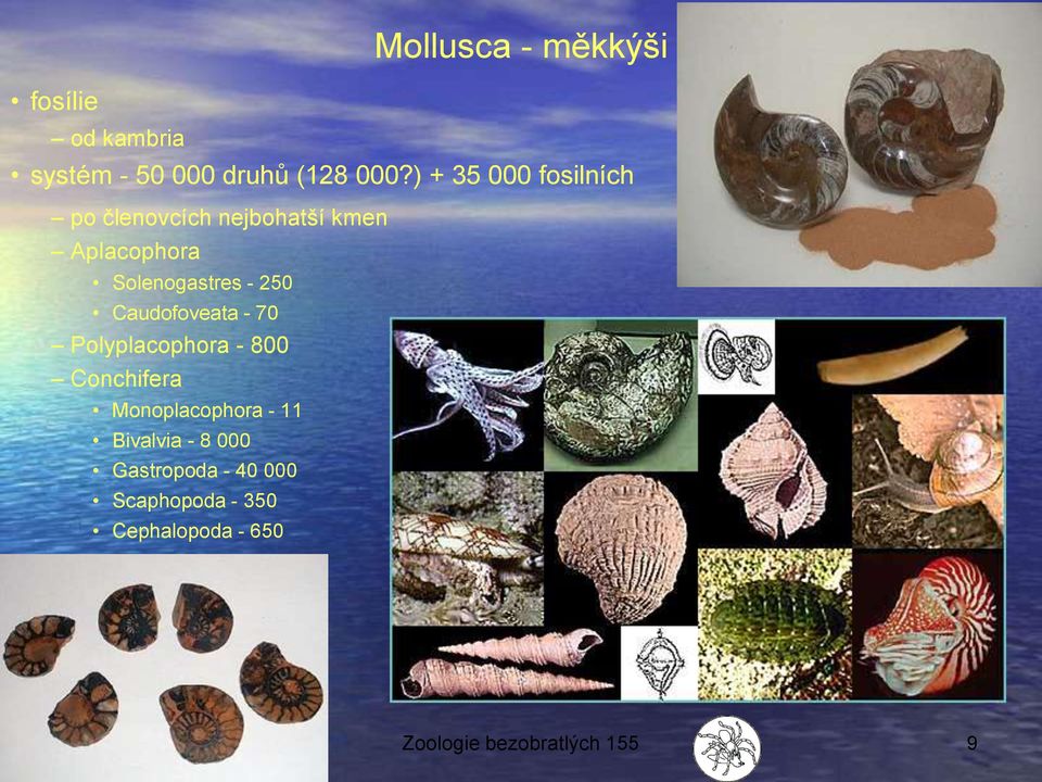 250 Caudofoveata - 70 Polyplacophora - 800 Conchifera Monoplacophora - 11