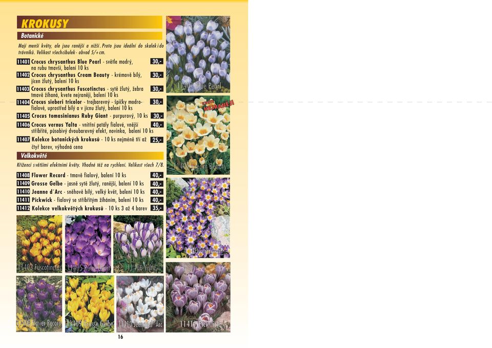 - sytì žlutý, žebra tmavì žíhaná, kvete nejranìji, balení 10 ks 11404 Crocus sieberi tricolor - trojbarevný - špièky modrofialové, uprostøed bílý a v jícnu žlutý, balení 10 ks 11405 Crocus