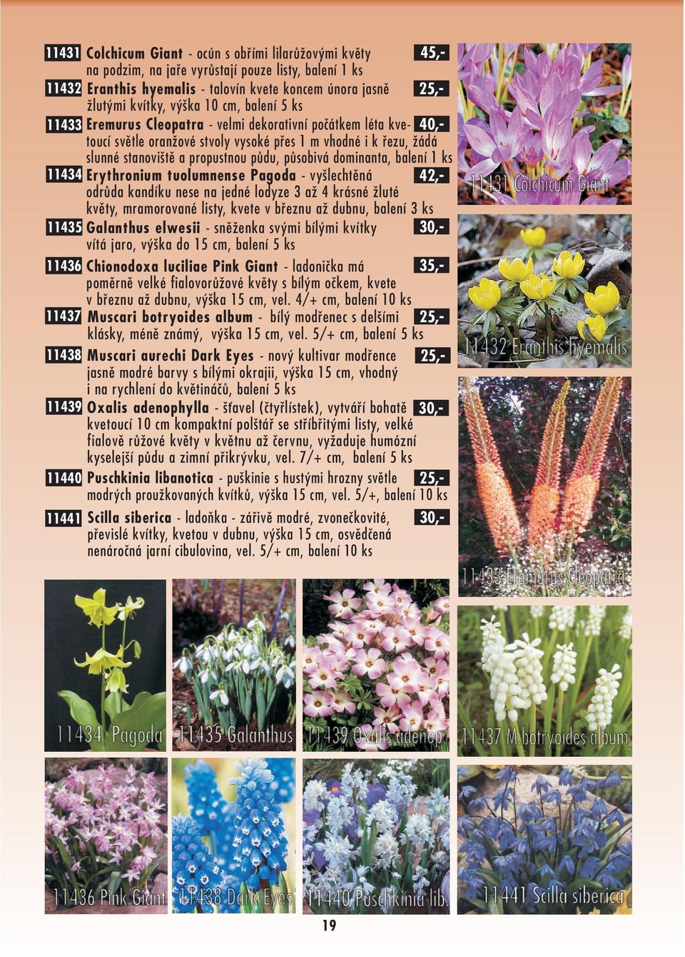 pùsobivá dominanta, balení 1 ks 11434 Erythronium tuolumnense Pagoda - vyšlechtìná 42,- odrùda kandíku nese na jedné lodyze 3 až 4 krásné žluté kvìty, mramorované listy, kvete v bøeznu až dubnu,