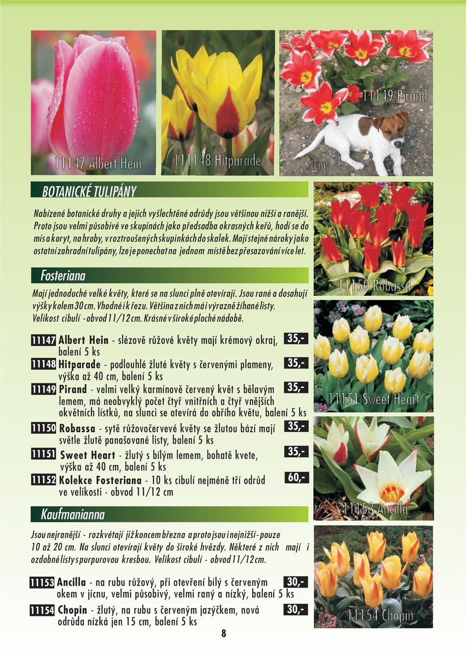 Mají stejné nároky jako ostatní zahradní tulipány, lze je ponechat na jednom místì bez pøesazování více let. Fosteriana Mají jednoduché velké kvìty, které se na slunci plnì otevírají.