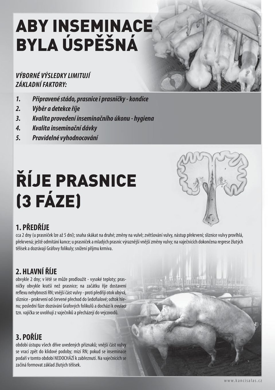 PŘEDŘÍJE cca 2 dny (u prasniček lze až 5 dní); snaha skákat na druhé; změny na vulvě; zvětšování vulvy, nástup překrvení; sliznice vulvy provlhlá, překrvená; ještě odmítání kance; u prasniček a