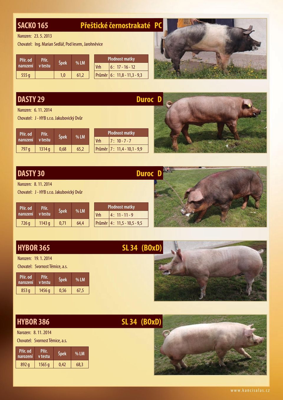 11. 2014 Chovatel: J - HYB s.r.o. Jakubovický Dvůr 726 g 1143 g 0,71 64,4 Plodnost matky Vrh 4 : 11-11 - 9 Průměr 4 : 11,5-10,5-9,5 Duroc D HYBOR 365 Narozen: 19. 1. 2014 Chovatel: Svornost Těmice, a.