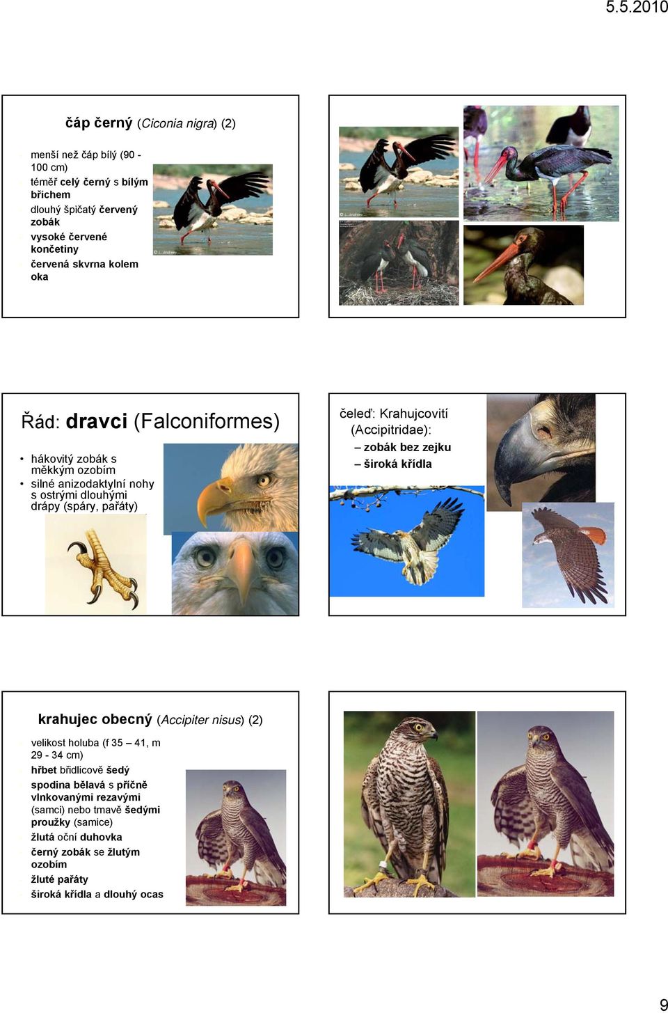 Krahujcovití (Accipitridae): zobák bez zejku široká křídla krahujec obecný (Accipiter nisus) (2) velikost holuba (f 35 41, m 29-34 cm) hřbet břidlicově šedý