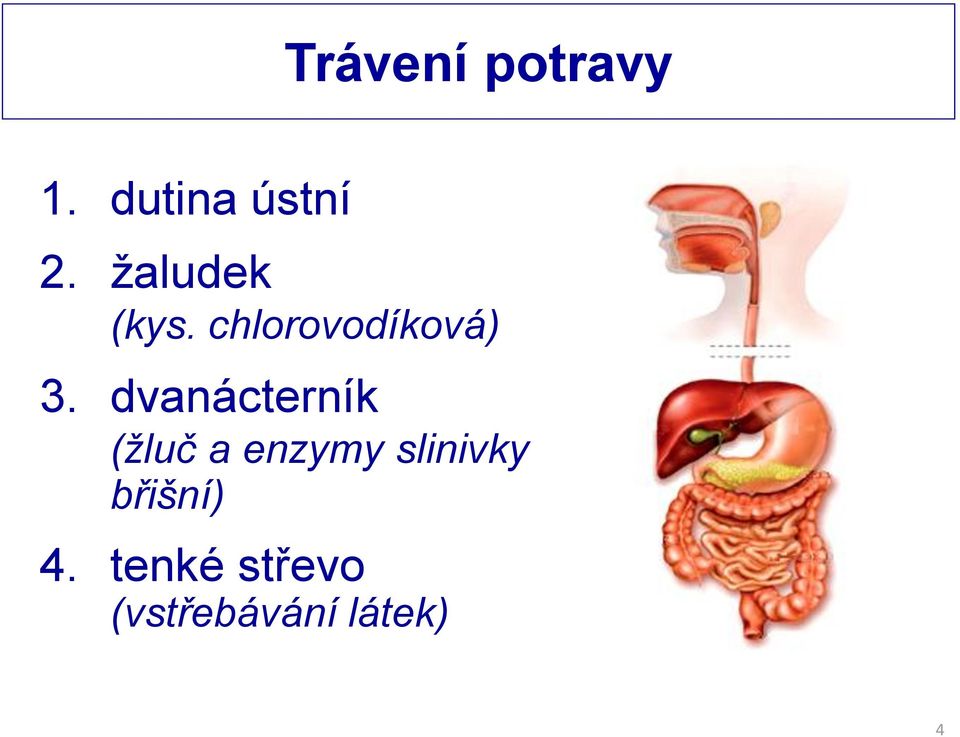 dvanácterník (žluč a enzymy slinivky