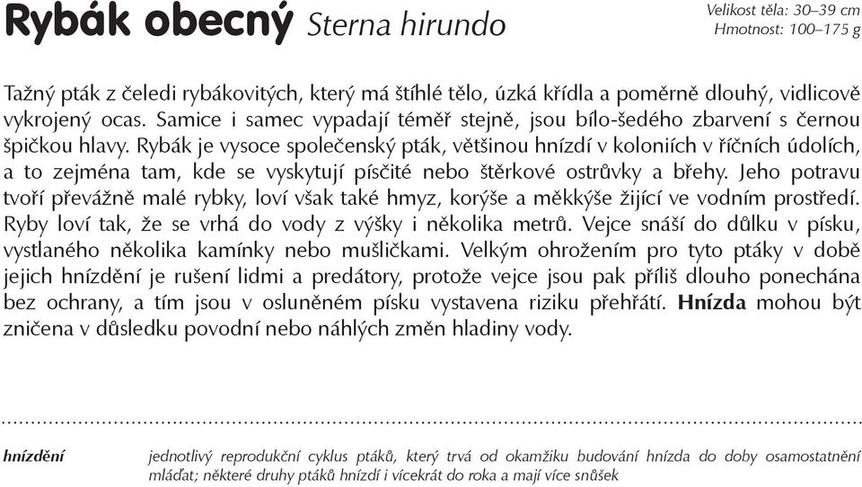 Rybák je vysoce společenský pták, většinou hnízdí v koloniích v říčních údolích, a to zejména tam, kde se vyskytují písčité nebo štěrkové ostrůvky a břehy.