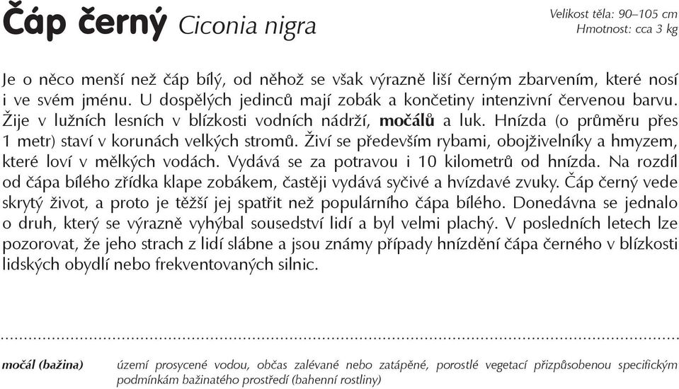 Živí se především rybami, obojživelníky a hmyzem, které loví v mělkých vodách. Vydává se za potravou i 10 kilometrů od hnízda.