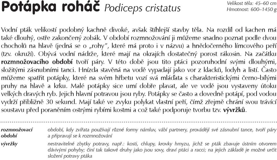 V období rozmnožování ji můžeme snadno poznat podle dvou chocholů na hlavě (jedná se o rohy, které má proto i v názvu) a hnědočerného límcového peří (tzv. okruží).