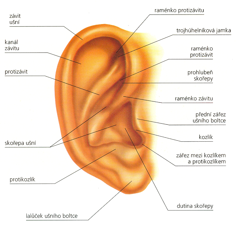 Sluch Smysly ZEVNÍ = VNĚJŠÍ UCHO -přijímač - boltec a zevní zvukovod Boltec - k zachycování zvuk.