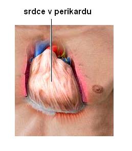 protékající krví) perikard (osrdečník, obal, v němž je uloženo srdce), má dvě vrstvy, mezi nimiž je normálně nepatrná štěrbina: epikard (přiléhající těsně na myokard) a