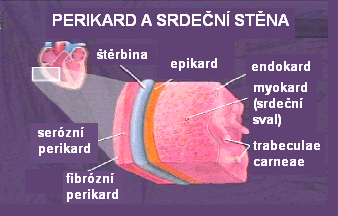 Srdeční tkáně důležité pro detoxikaci myokard (srdeční svalovina, střední vrstva, na niž přiléhá endokard a perikard, obsahuje specializované svalové buňky schopné