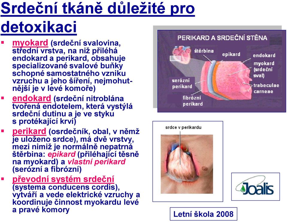 protékající krví) perikard (osrdečník, obal, v němž je uloženo srdce), má dvě vrstvy, mezi nimiž je normálně nepatrná štěrbina: epikard (přiléhající těsně na myokard) a