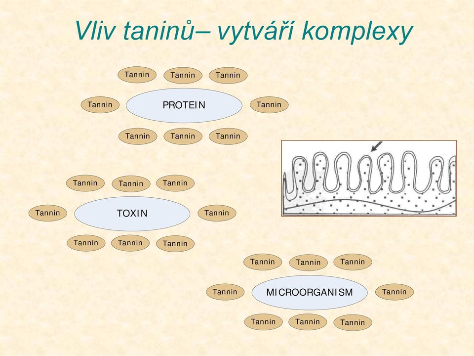 komplexy