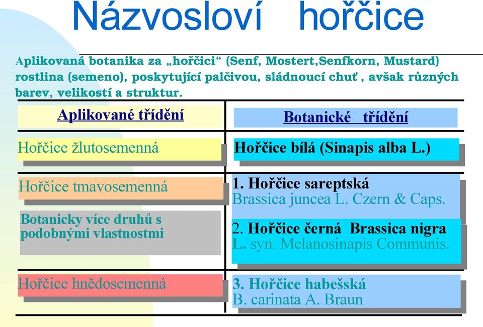 Aplikované třídění Botanické třídění Hořčice žlutosemenná Hořčice bílá (Sinapis alba L.) Hořčice tmavosemenná 1.