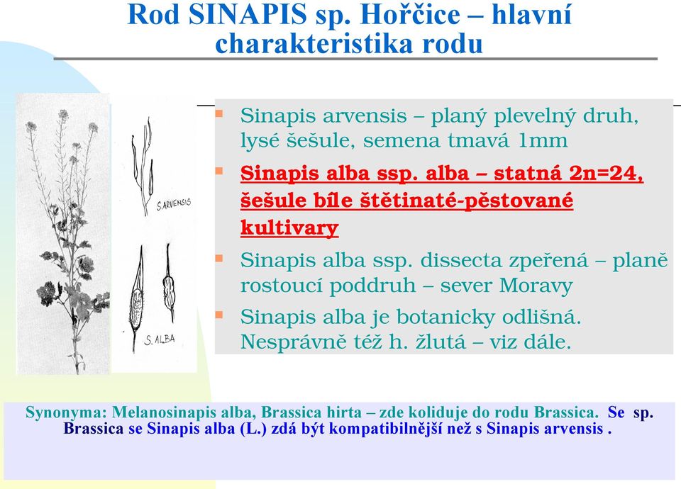 alba statná 2n=24, šešule bíle štětinaté pěstované kultivary Sinapis alba ssp.