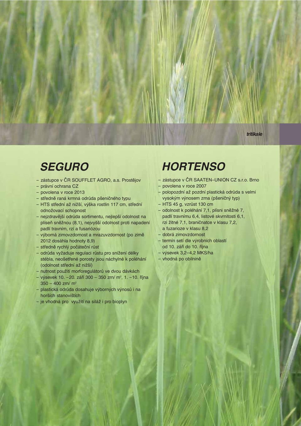 Prostějov - povolena v roce 2013 - středně raná krmná odrůda pšeničného typu - HTS střední až nižší, výška rostlin 117 cm, střední odnožovací schopnost - nejzdravější odrůda sortimentu, nejlepší