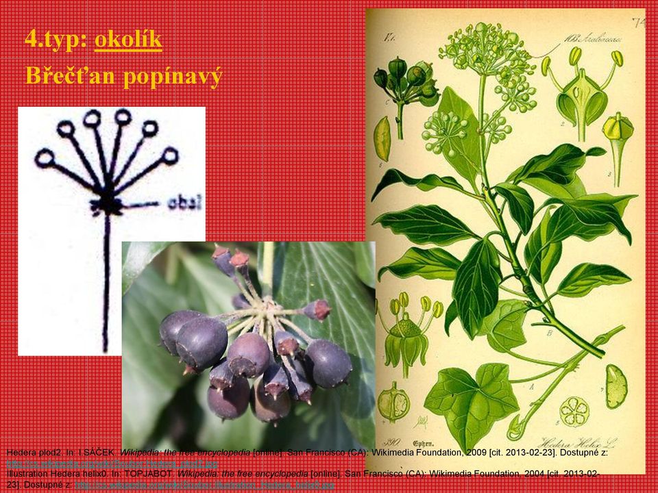 org/wiki/soubor:hedera_plod2.jpg Illustration Hedera helix0. In: TOPJABOT.