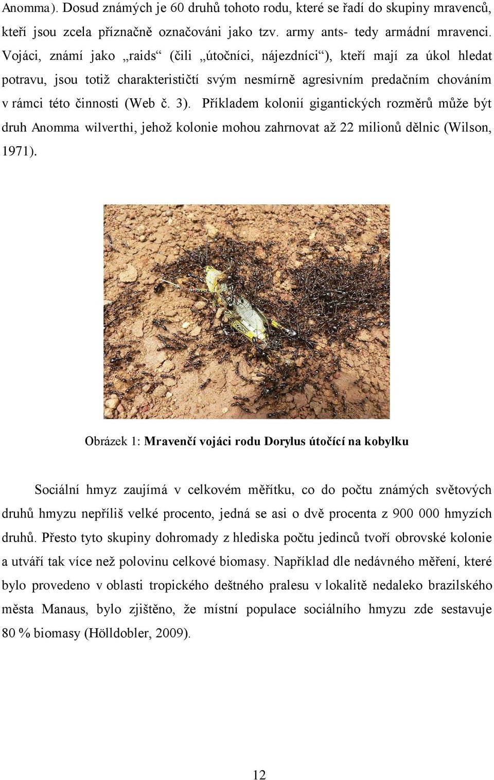 Příkladem kolonií gigantických rozměrů může být druh Anomma wilverthi, jehož kolonie mohou zahrnovat až 22 milionů dělnic (Wilson, 1971).