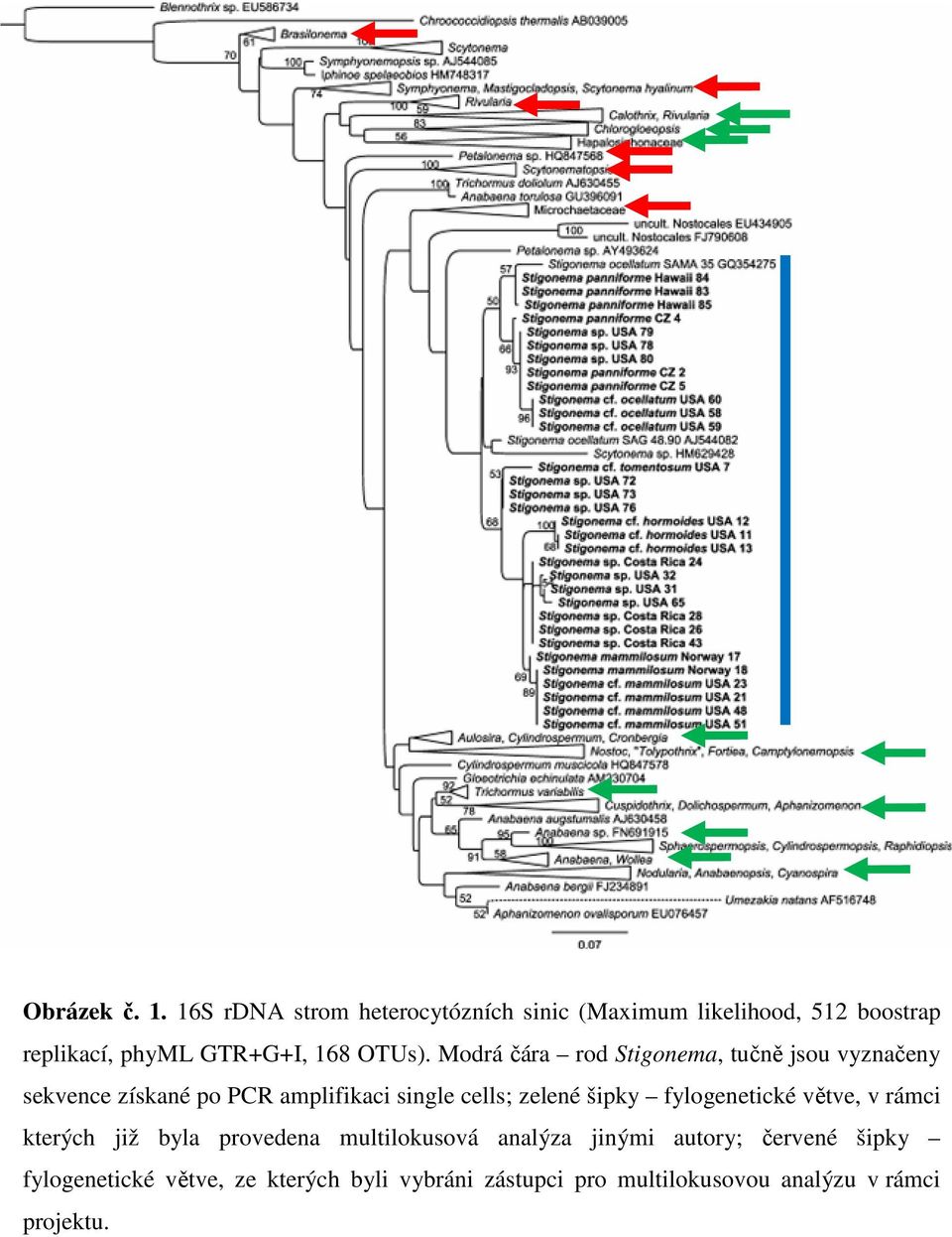 Modrá čára rod Stigonema, tučně jsou vyznačeny sekvence získané po PCR amplifikaci single cells; zelené