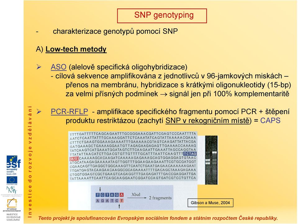oligonukleotidy (15-bp) za velmi přísných podmínek signál jen při 100% komplementaritě PCR-RFLP - amplifikace