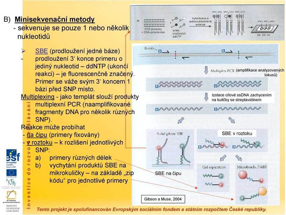Multiplexing - jako templát slouží produkty multiplexní PCR (naamplifikované fragmenty DNA pro několik různých SNP).