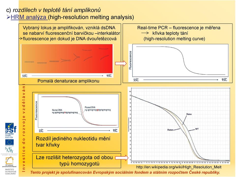 fluorescence je měřena křivka teploty tání (high-resolution melting curve) Pomalá denaturace amplikonu Rozdíl jediného