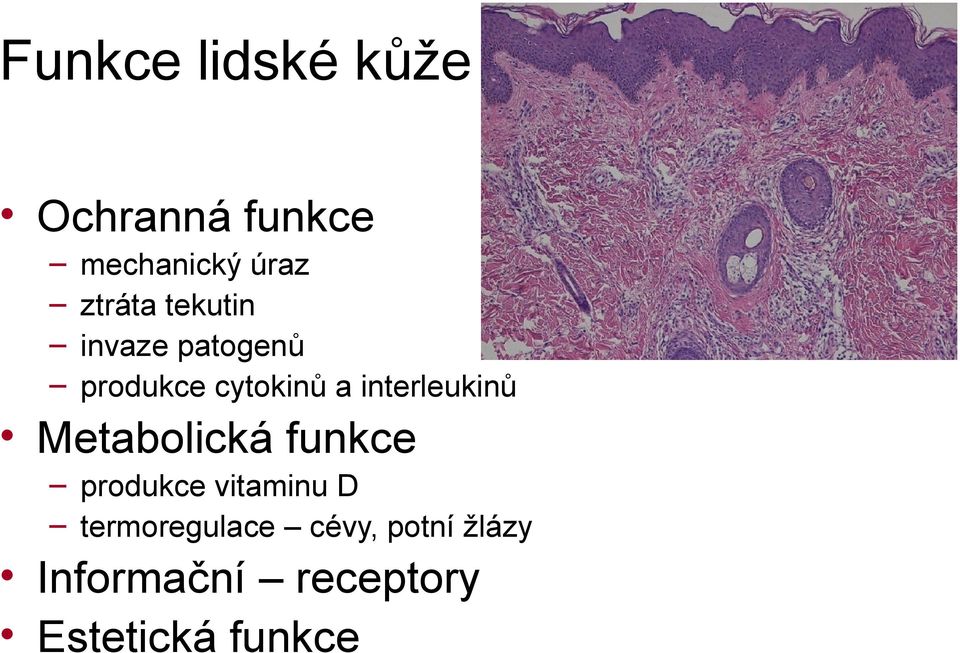 interleukinů Metabolická funkce produkce vitaminu D