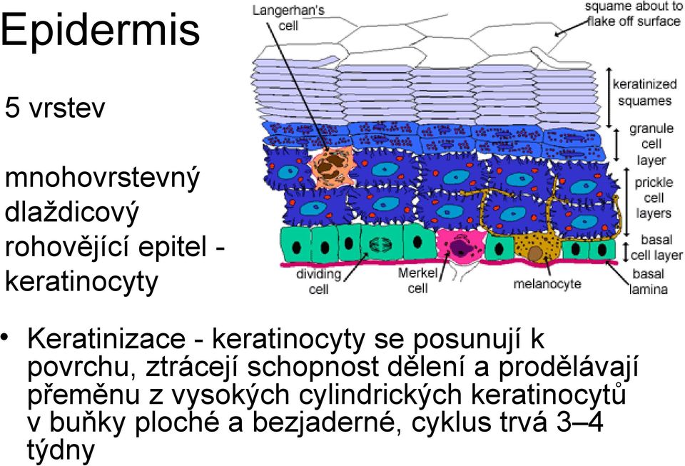 ztrácejí schopnost dělení a prodělávají přeměnu z vysokých