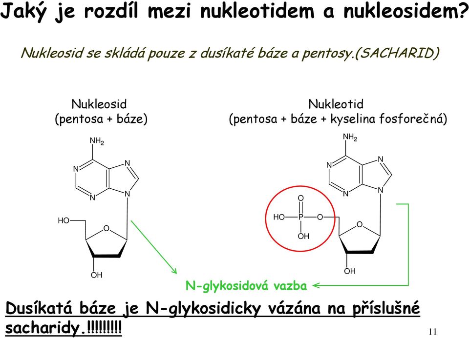 (sacarid) ukleosid (pentosa + báze) 2 ukleotid (pentosa + báze +