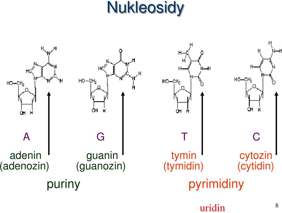 (adenozin) (guanozin)