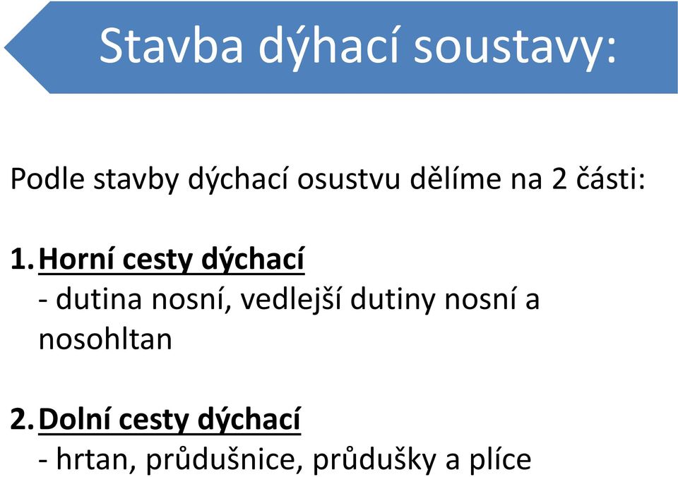 Horní cesty dýchací - dutina nosní, vedlejší