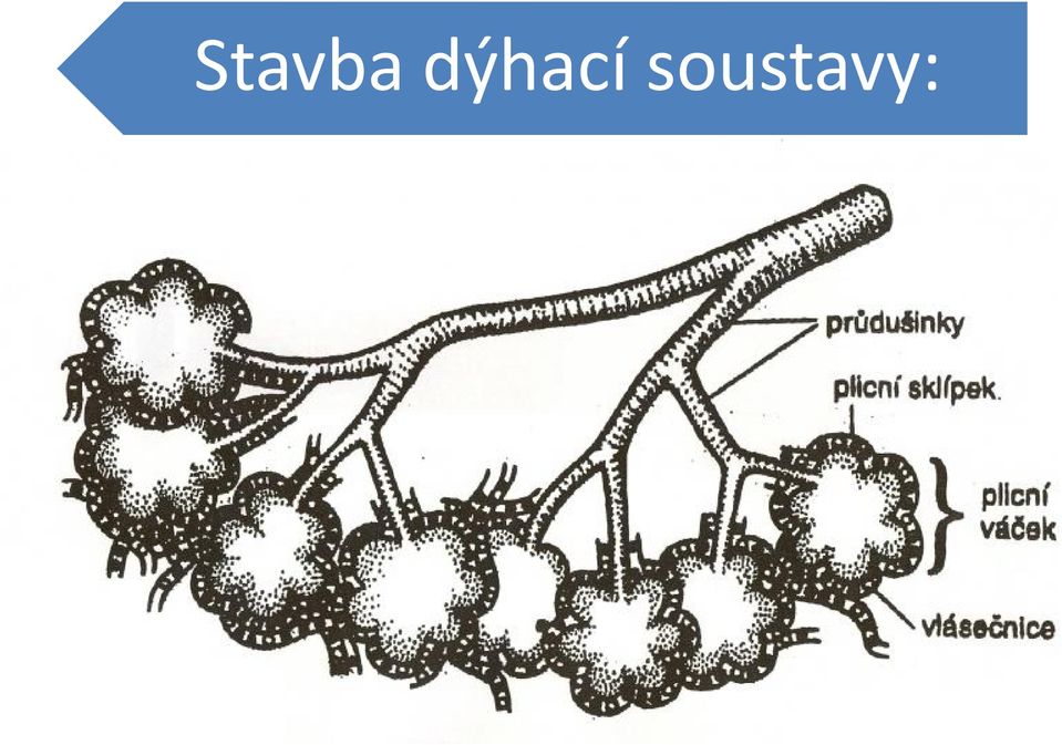 soustavy: