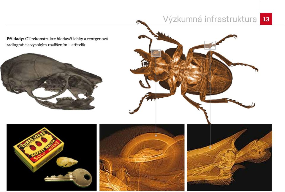 hlodavčí lebky a rentgenová